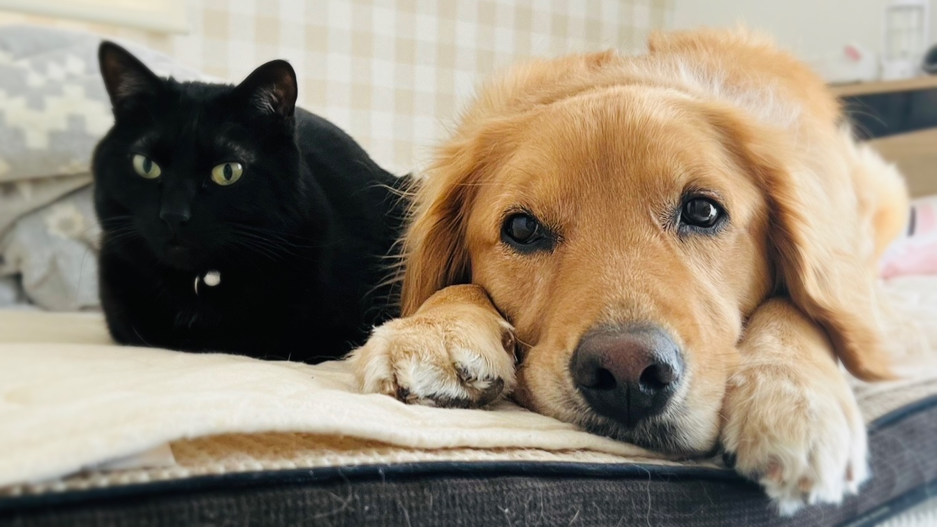 犬と猫の画像